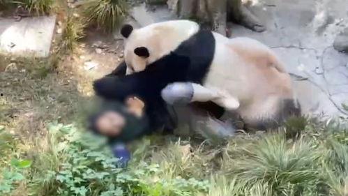 熊猫头狗仔爆料视频大全,视频大全背后的精彩瞬间  第1张